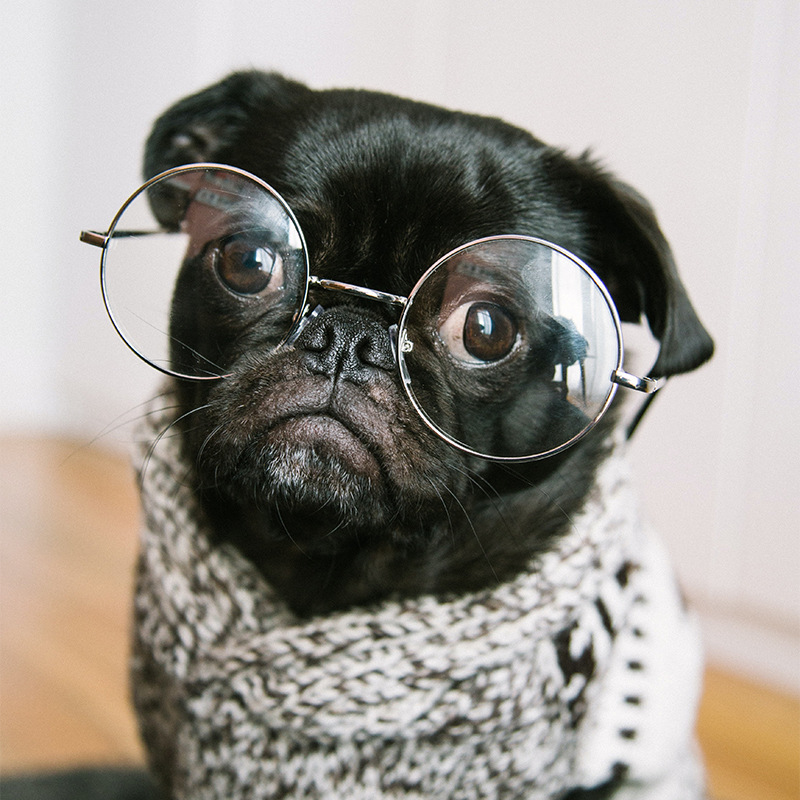 dog with glasses on