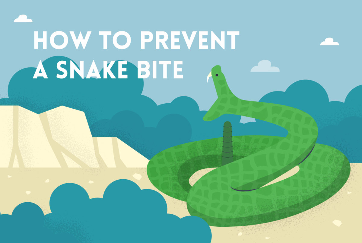 A guide on preventing snake bites